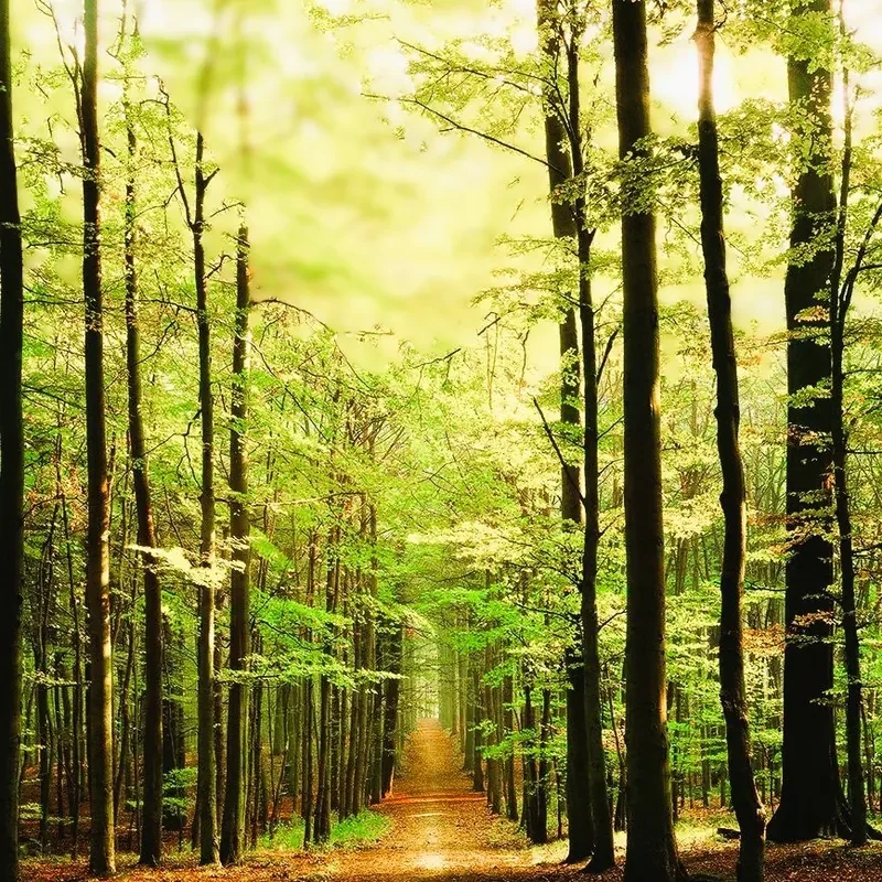 Chemin dans la forêt Chemin dans la forêt illustrant l'accompagnement psychologique